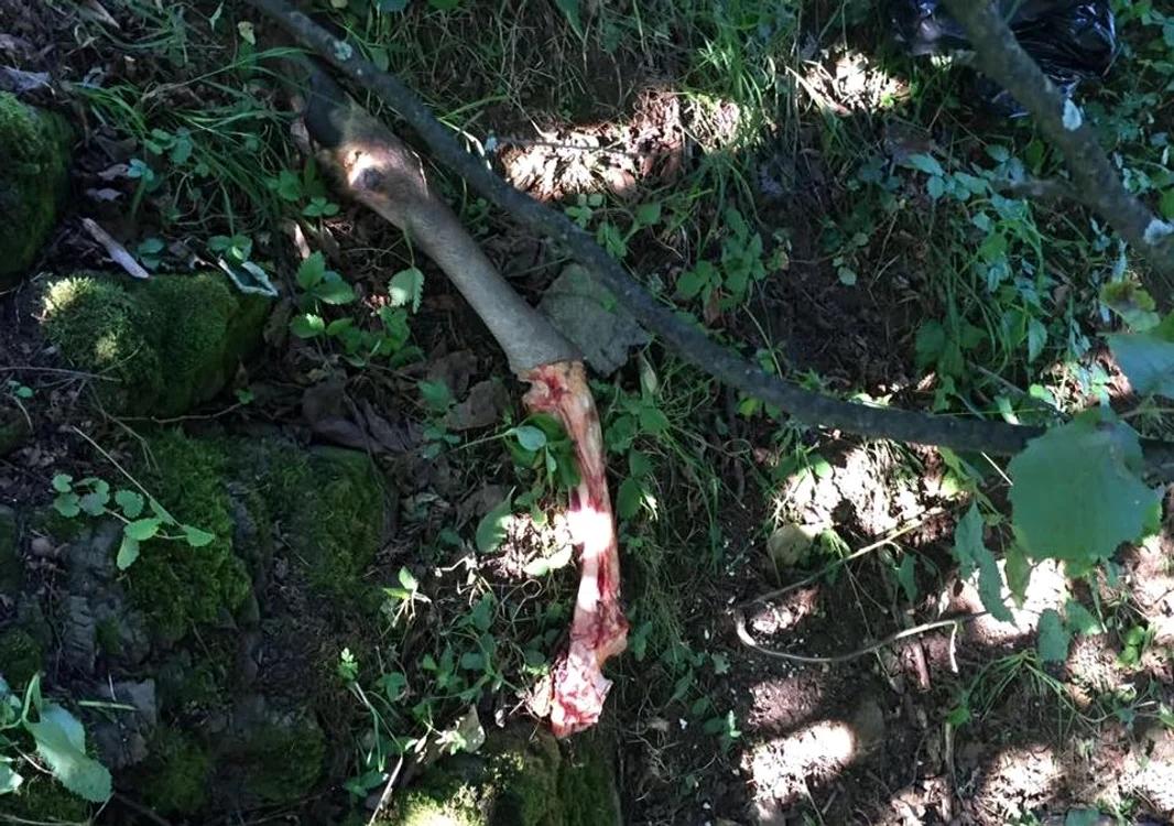 În pădure au fost găsite părţi ale animalului tranşat