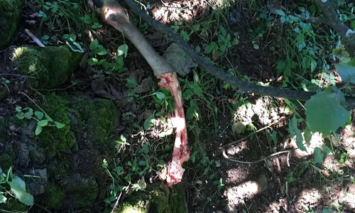 În pădure au fost găsite părţi ale animalului tranşat jpeg
