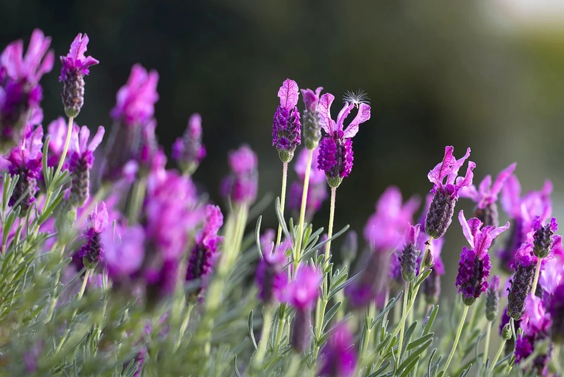 lavanda jpg jpeg