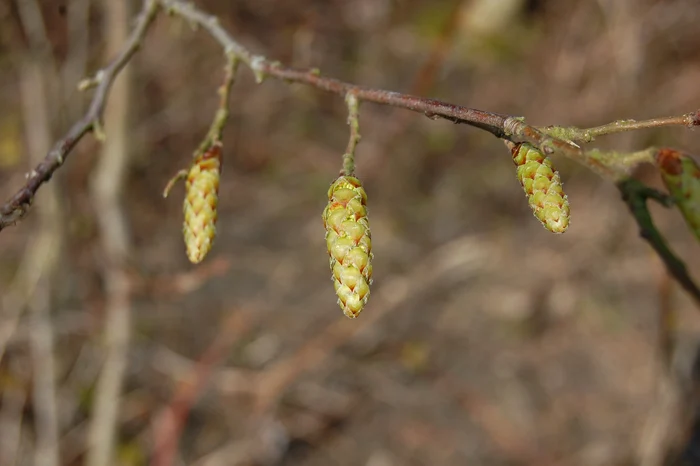 
    Este sezonul mugurilor, folosiți pentru proprietățile terapeuticefoto: pixabay.com  