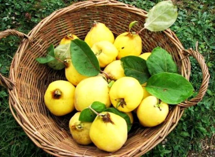 Gutuile sunt un adevărat miracol pentru sănătateFoto: Click!