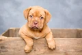 puppy 1047521 1280 jpg