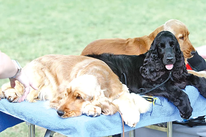 Foto: Dorin Constanda