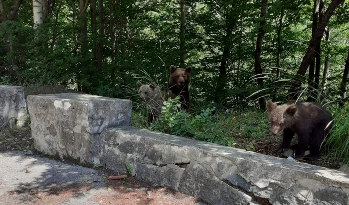 Femeia s-a apropiat de urşi la o distanţă mică FOTO: Jandarmeria Argeş