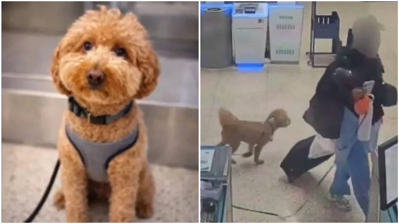 Animalul abandonat în aeroport - Foto: captură video