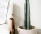 3 cactus jpg jpeg