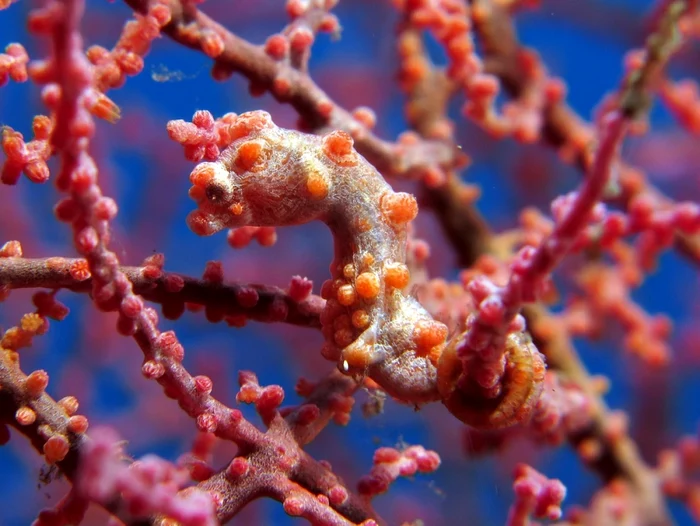 Căluţul de mare pigmeu FOTO http://mymodernmet.com