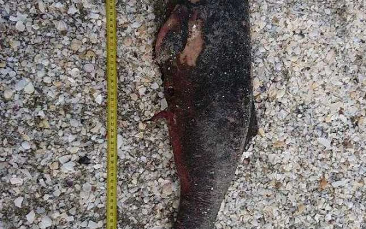 delfin mort FOTO Mare Nostrum
