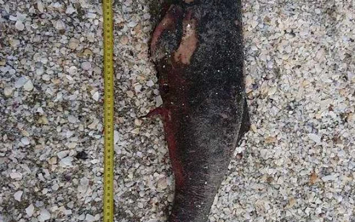 delfin mort FOTO Mare Nostrum