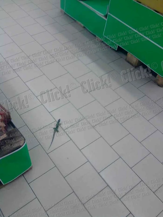 Şopârlă în hipermarketul Real din Craiova. (foto: Mădălin Stanciu)