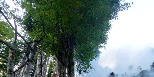 incendiu padure 