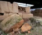 cetatea dacica de la costesti foto daniel guta adevarul