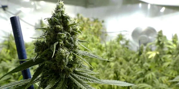 cannabis