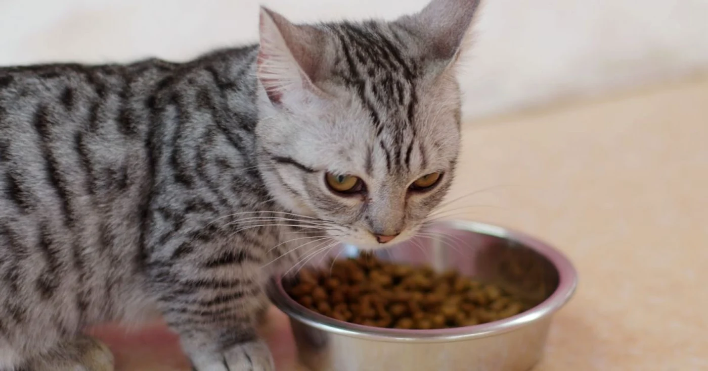 Pisica Munchkin, o felină energică şi jucăuşă. FOTO 123RF