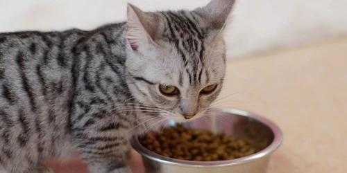 Pisica munchkin pret comportament FOTO 123RF