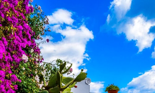 13 pexels photo 919278 jpg jpeg