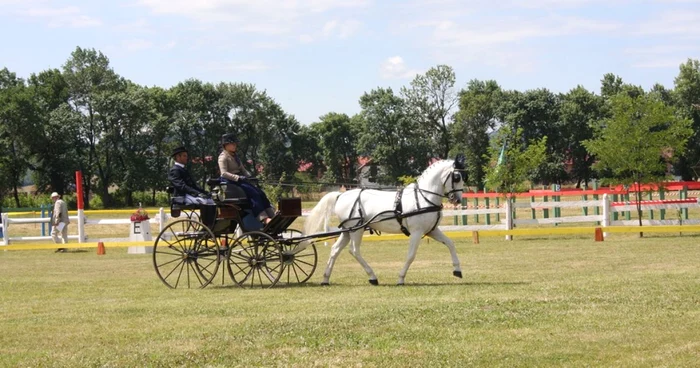 Herghelia Beclean găzduieşte pentru a opta oară o etapă a Campionatul Naţional de Atelaje FOTO: Bianca Sara