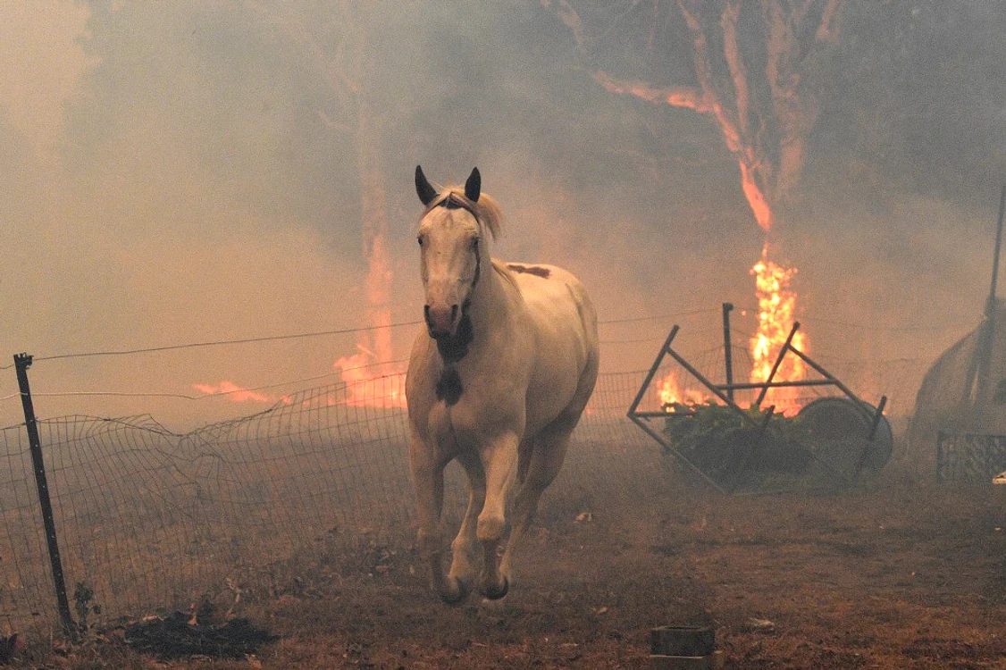 Peste 500 de milioane de animale,  printre care cai, vaci şi oi, au pierit
