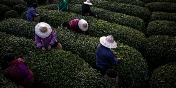 Muncitori sezonieri culeg ceai într-o plantaţie de ceai din satul Meijiawu China. FOTO EPA