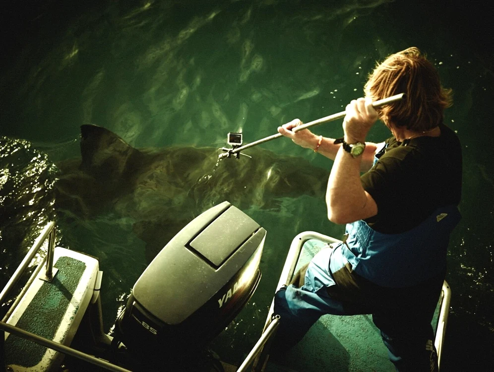 week shark foto prima tv
