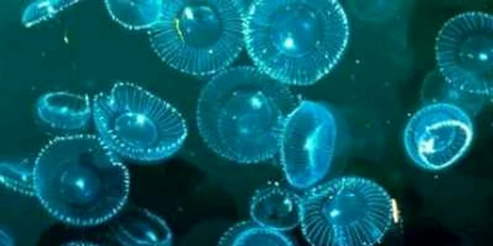 Meduze veninoase în Marea Neagră din cauza încălzirii globale