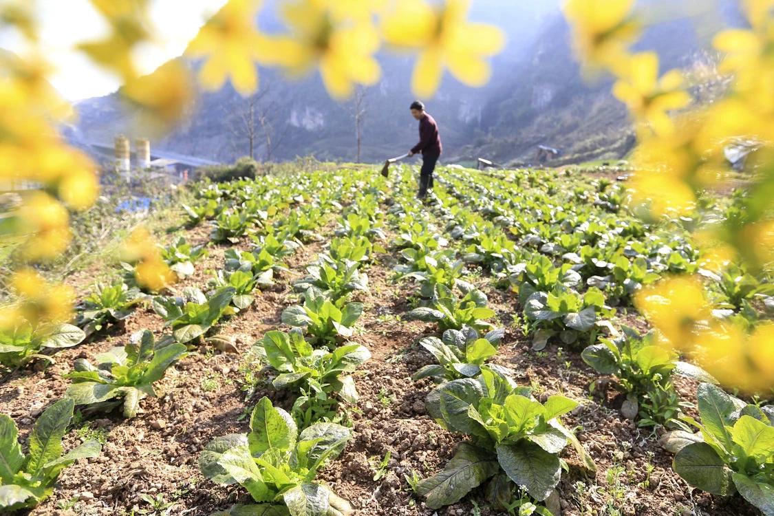 
    Fermierii vor putea obține finanțări de până la 15.000 de euro pentru a-și dezvolta afacerile agricolefoto: Hepta  