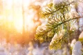 Zăpadă la munte - ninsoare - meteo -vremea FOTO Shutterstock 