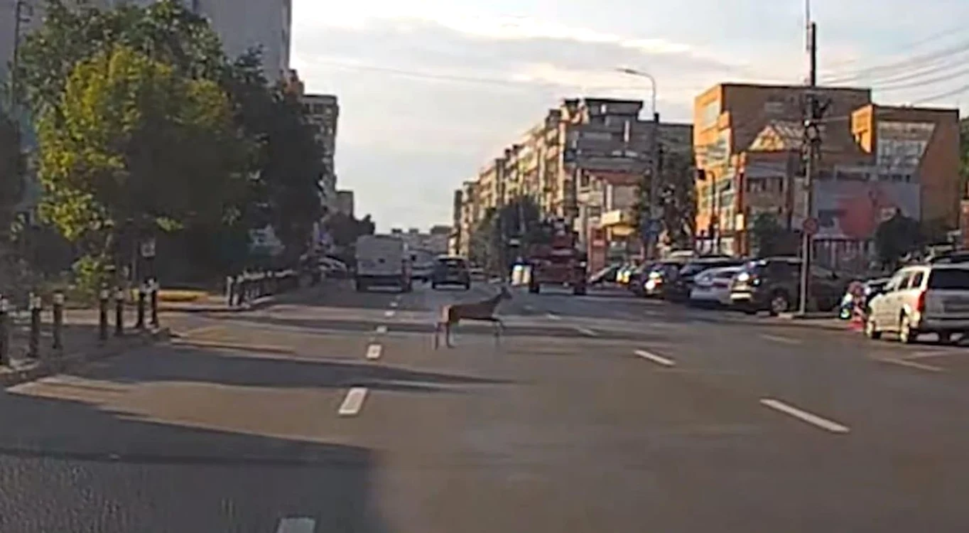 Căprioara a traversat în fugă bulevardul. Foto: captură video