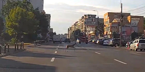 caprioara Piteşti captură video jpg