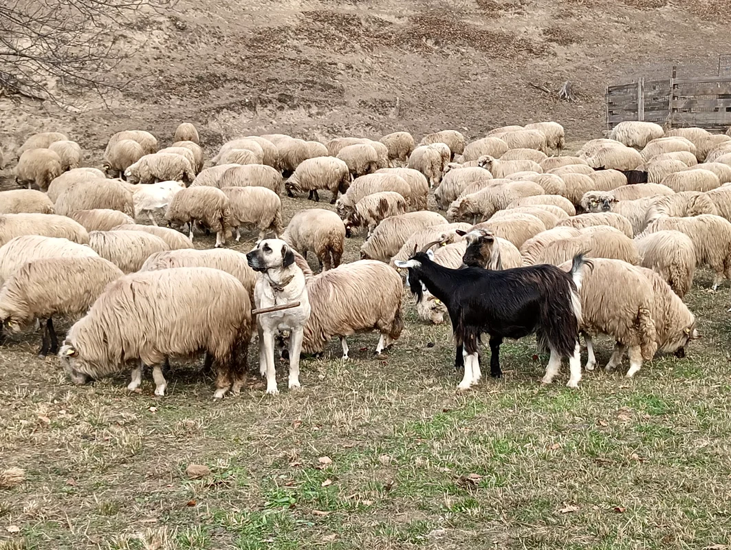 ferma Cotfas Asău (13) jpg
