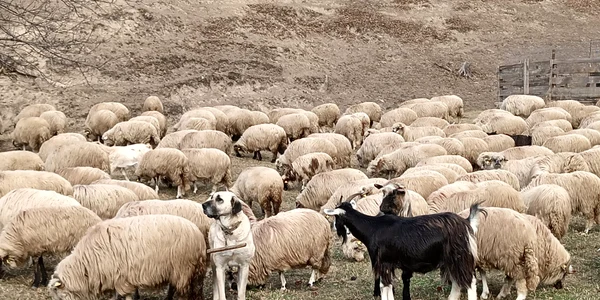 ferma Cotfas Asău (13) jpg