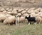 ferma Cotfas Asău (13) jpg