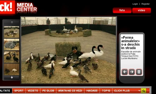 Animale jpeg