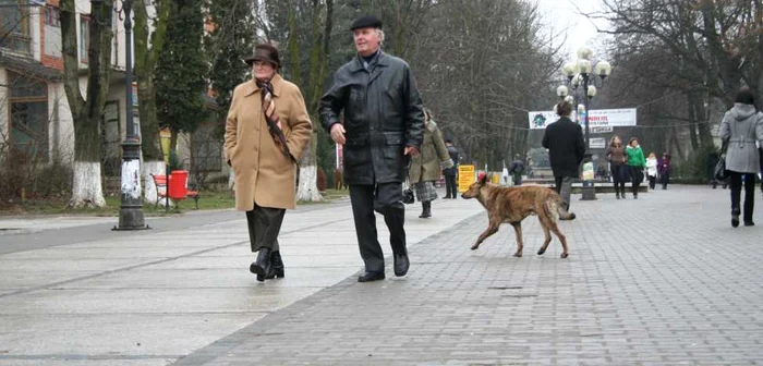 Câinii comunitari nu se vor mai plimba pe străzi