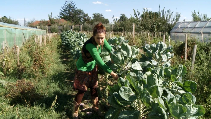 Producătorii de fructe şi legume trebuie să trimită oferte la Camera de Comerţ şi Industrie, pentru a urgenta procesul de identificare a noilor pieţe de desfacere Foto: Adevărul