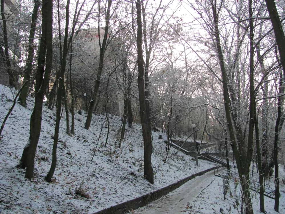 A nins în Cornişa