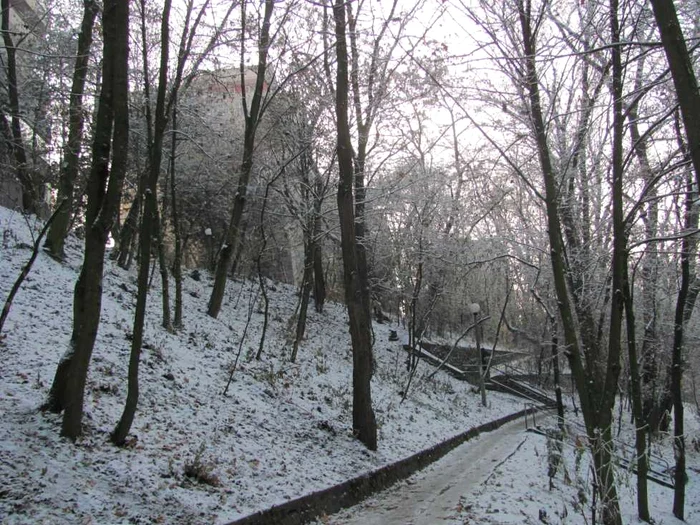 A nins în Cornişa