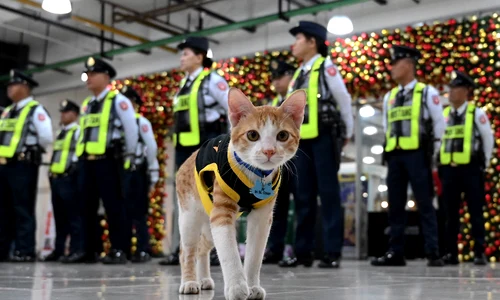 conan motan filipine afp jpg