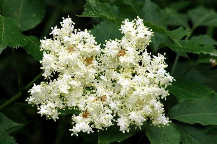 
    Socul ţine febra sub control  