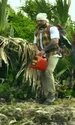 image jpeg