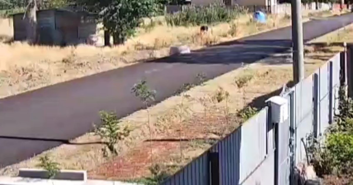 A dat foc câmpului, apoi i-a amenințat cu moartea pe cei afectați. Piroman surprins de camerele de supraveghere