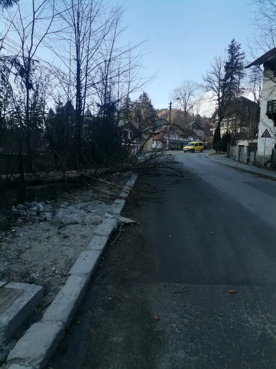 Mai mulţi pomi au fost doborâţi de viscol FOTO Primăria Sinaia