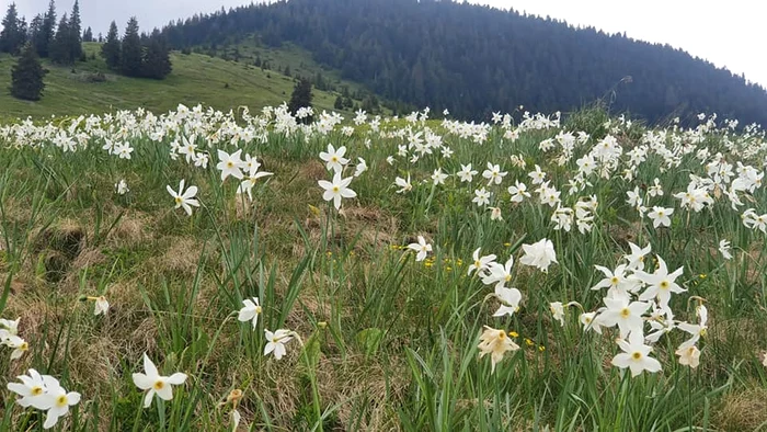 Narcisele, plante protejate FOTO Parcul Natural Muntii Maramuresului