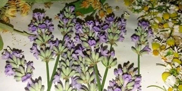 plante infuziedesanatate.ro