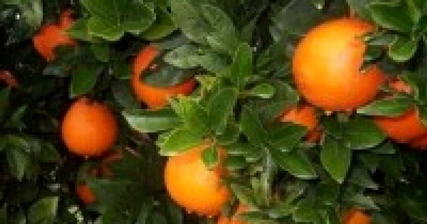 Foto: solostocks.com
