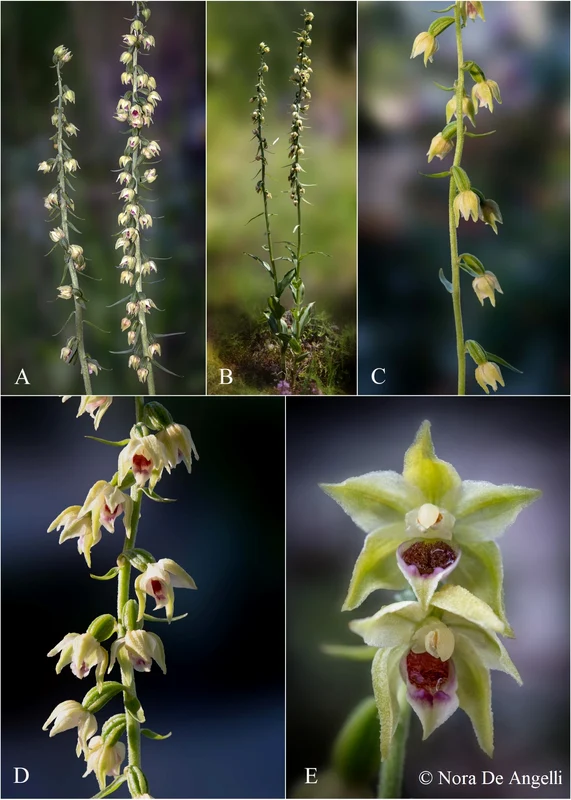Specie nouă de orhidee în Bucegi - Epipactis bucegensis. FOTO sor.ro