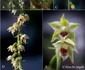 Specie nouă de orhidee în Bucegi - Epipactis bucegensis. FOTO sor.ro