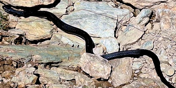 Vipera neagră Foto Adrian Florin Vrăbiescu (1) jpg