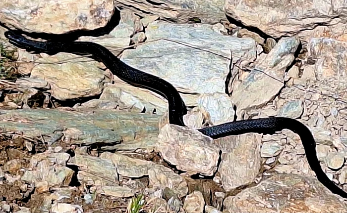 Vipera neagră din Munții Tulișa. Foto: Adrian Florin Vrăbiescu.