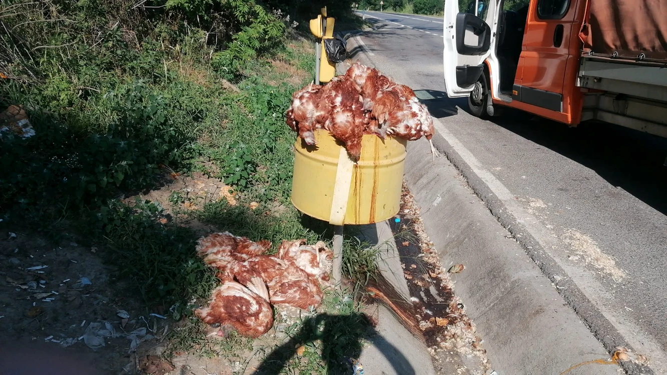 Găini moarte, aruncate pe marginea DN 14, în Sibiu. FOTO Turnul Sfatului